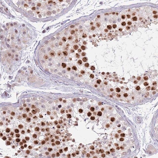 Anti-MRPL34 antibody produced in rabbit