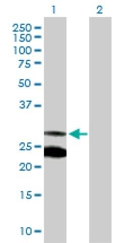 Anti-MRRF antibody produced in rabbit