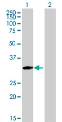 Anti-MRPS18B antibody produced in mouse