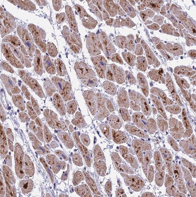 Anti-MT-CO3 antibody produced in rabbit