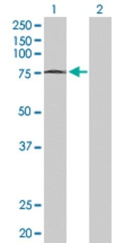 Anti-MTF2 antibody produced in rabbit