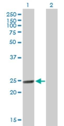 Anti-MTHFD2 antibody produced in mouse