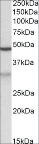 Anti-MOB2 antibody produced in goat