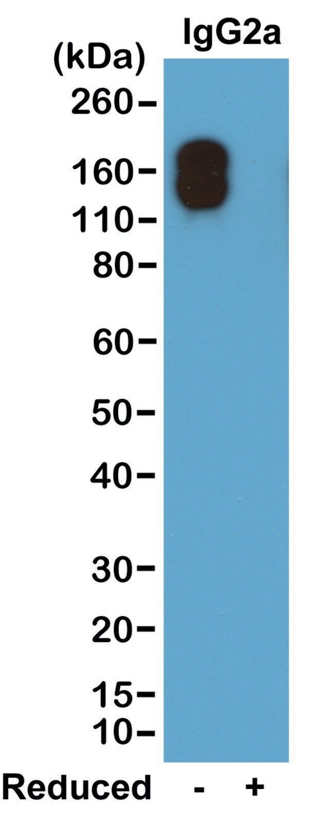 Anti-Mouse IgG2a kappa antibody, Rabbit monoclonal