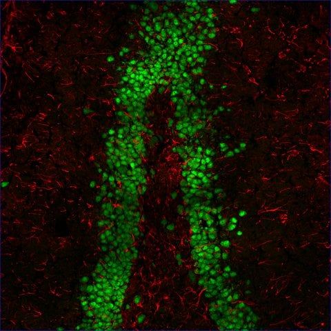 Anti-Mouse IgG2b (2b), CF<sup>TM</sup>555 antibody produced in goat