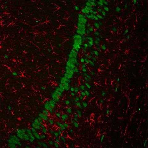 Anti-Mouse IgG2a (2a), CF<sup>TM</sup>680 antibody produced in goat