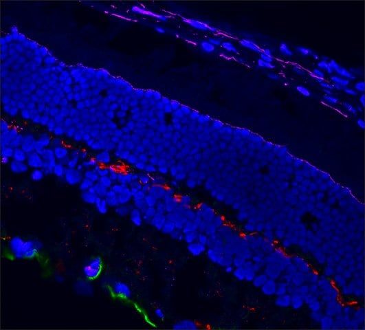 Anti-Mouse IgG2a (2a), CF<sup>TM</sup>568 antibody produced in goat