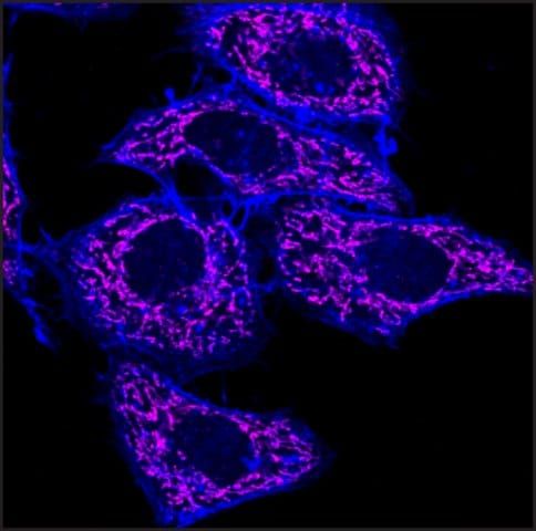 Anti-Mouse IgG2a (2a), CF<sup>TM</sup>640R antibody produced in goat