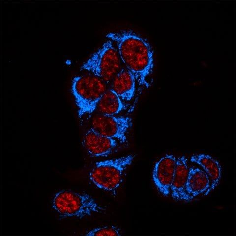 Anti-Mouse IgG2b (2b), CF<sup>TM</sup>405S antibody produced in goat