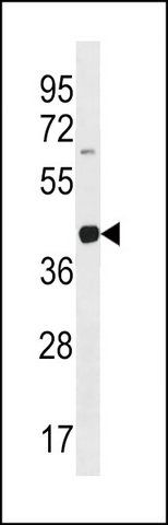 ANTI-MOUSE LIMS2 (C-TERM) antibody produced in rabbit