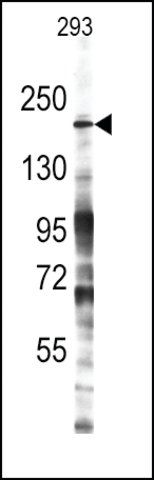 Anti-Mouse Jmjd3 (center) antibody produced in rabbit