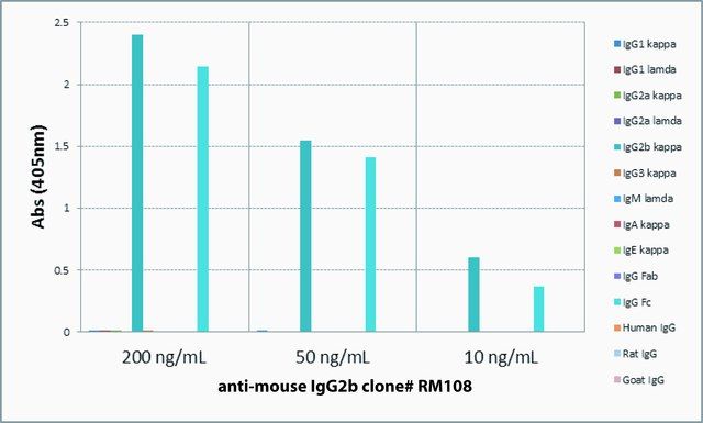 Anti-Mouse IgG2b-Biotin antibody, Rabbit monoclonal