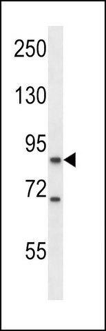 ANTI-MOUSE KSR1 (C-TERM) antibody produced in rabbit