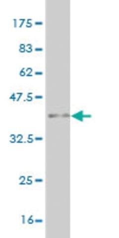 ANTI-MAZ antibody produced in mouse