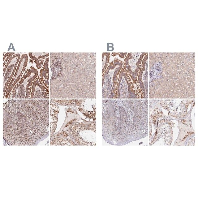 Anti-MAVS antibody produced in rabbit