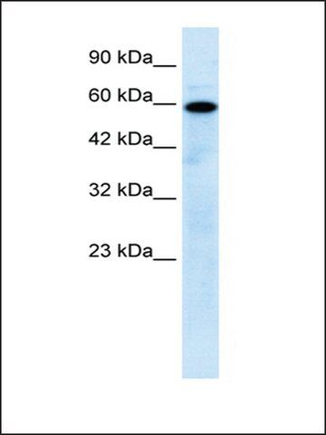 Anti-MCOLN1 antibody produced in rabbit