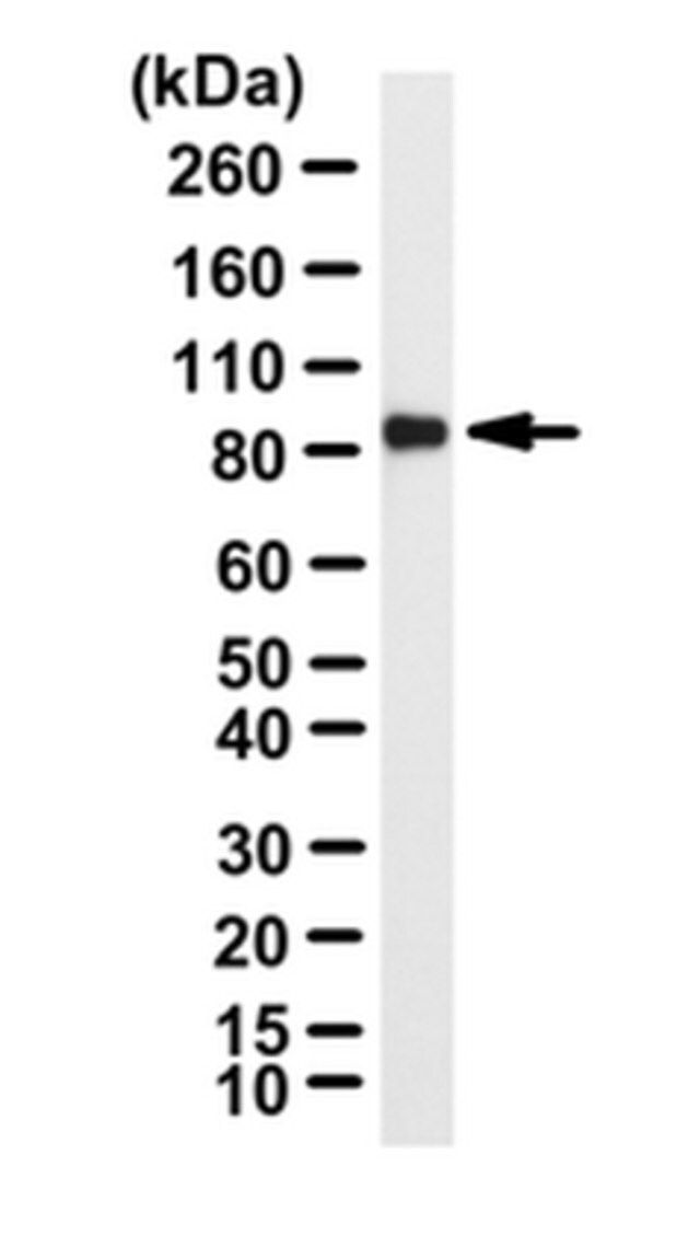 Anti-MCM7 Antibody