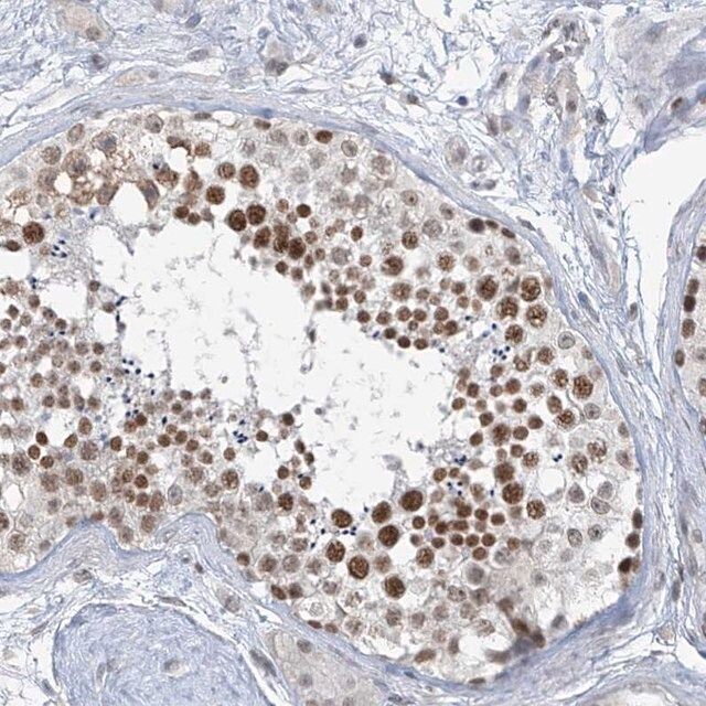 Anti-MCM9 antibody produced in rabbit