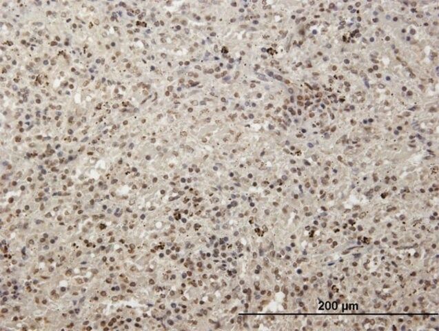 Anti-MCRS1 antibody produced in mouse