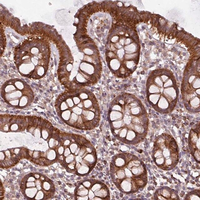 Anti-MCTP2 antibody produced in rabbit