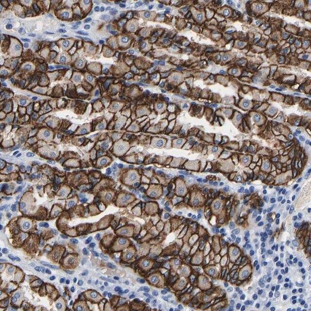 Anti-MCTP1 antibody produced in rabbit