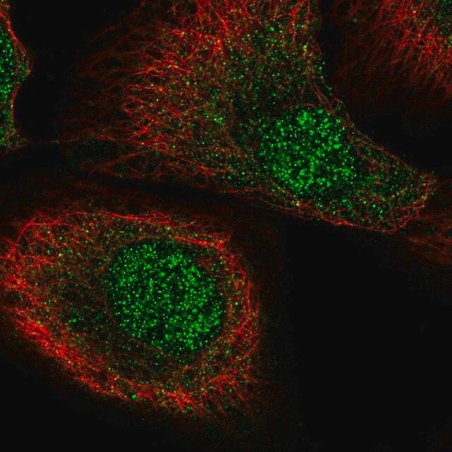 Anti-MCTP2 antibody produced in rabbit