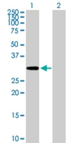 Anti-MCTP2 antibody produced in mouse