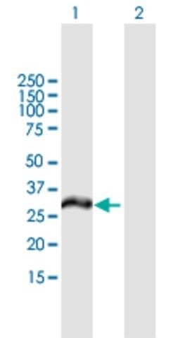 Anti-MCTP2 antibody produced in mouse