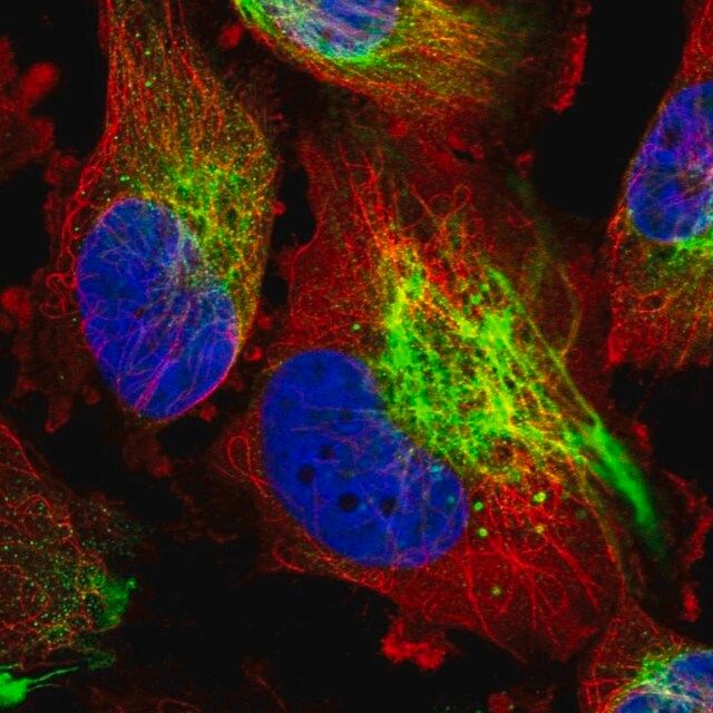 Anti-MCOLN2 antibody produced in rabbit