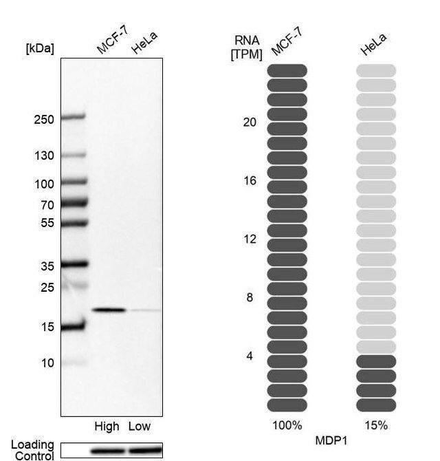 Anti-MDP1 antibody produced in rabbit