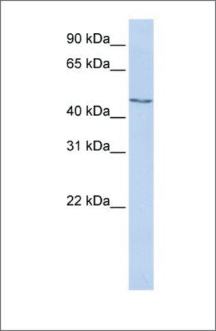 Anti-MECP2 (ab1) antibody produced in rabbit