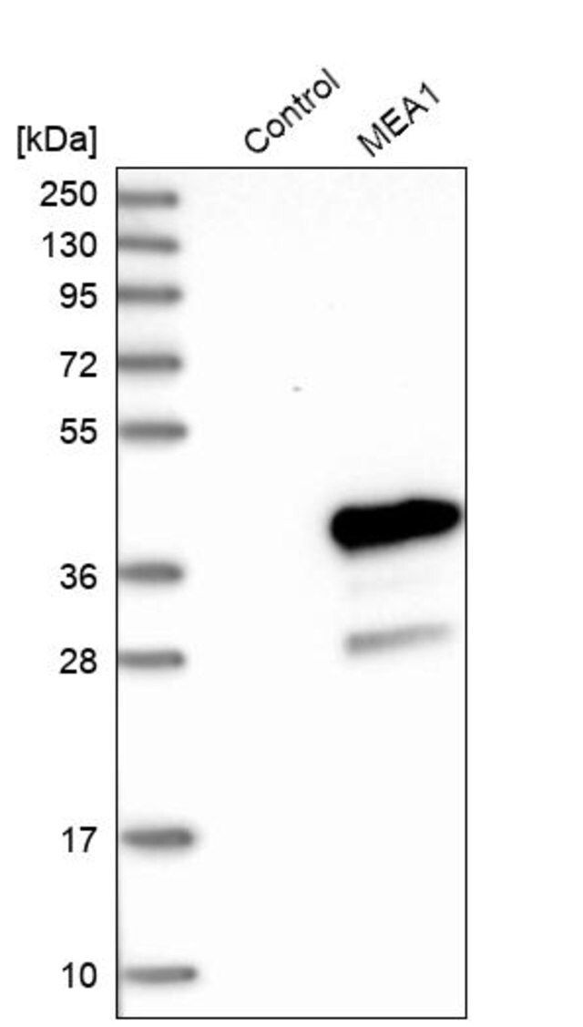 Anti-MEA1 antibody produced in rabbit