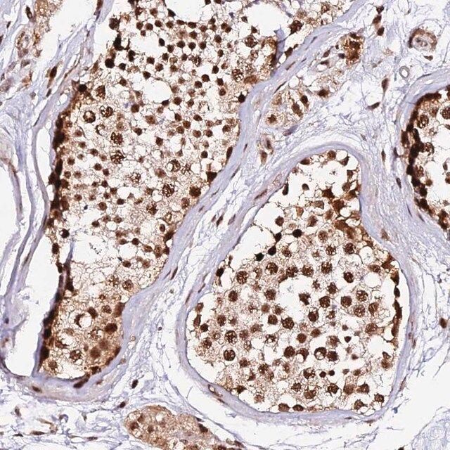 Anti-MCRS1 antibody produced in rabbit