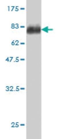 ANTI-MDS028 antibody produced in mouse