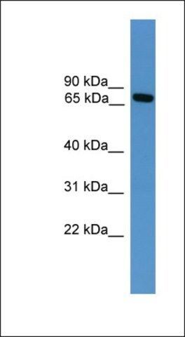 Anti-MASP2 antibody produced in rabbit