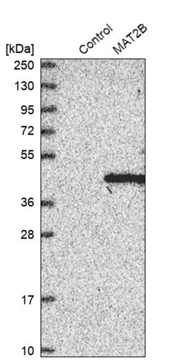 Anti-MAT2B antibody produced in rabbit