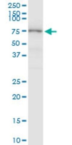 Anti-MASP2 antibody produced in rabbit