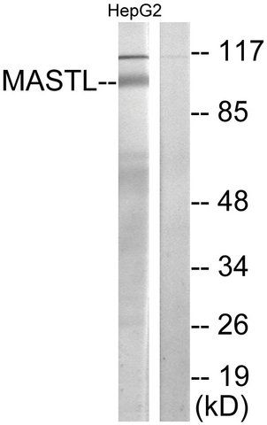 Anti-MASTL antibody produced in rabbit