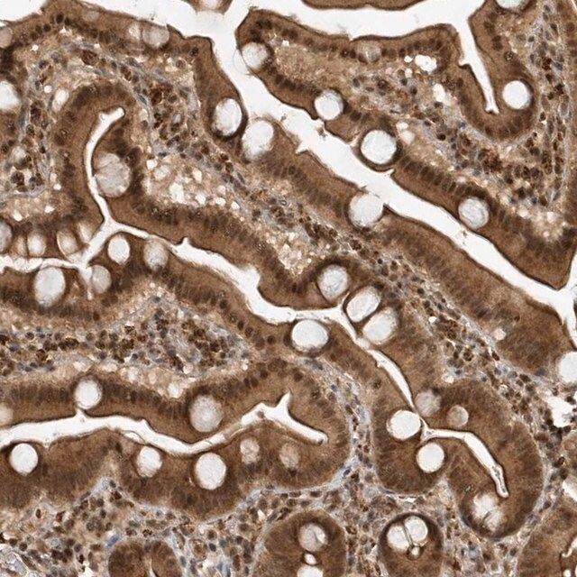 Anti-MAST3 antibody produced in rabbit