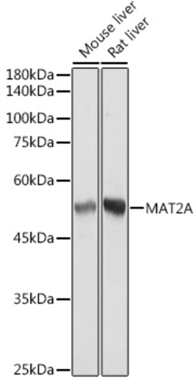 Anti-MAT2A antibody produced in rabbit