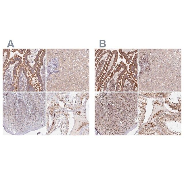 Anti-MAVS antibody produced in rabbit