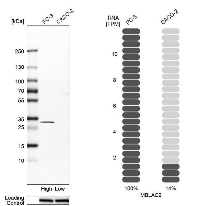 Anti-MBLAC2 antibody produced in rabbit