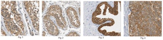 Anti-Mastl Antibody, clone 4F9