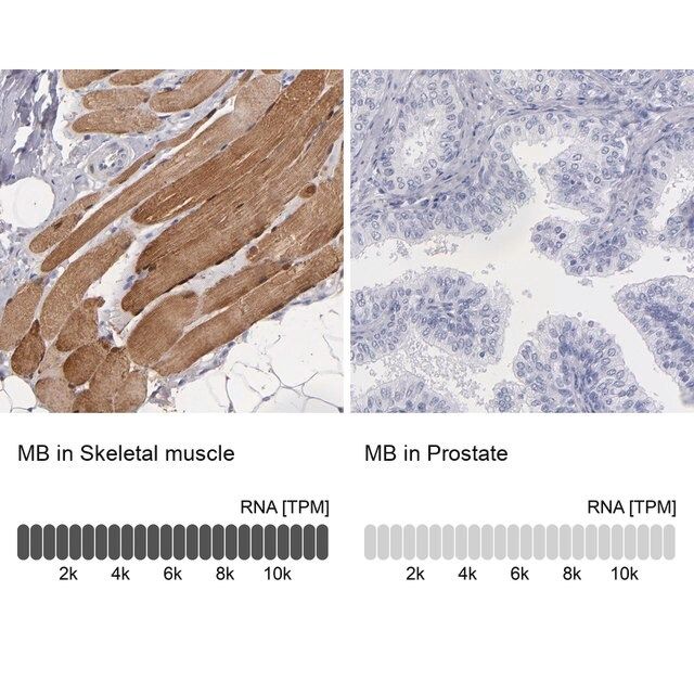 Anti-MB antibody produced in rabbit