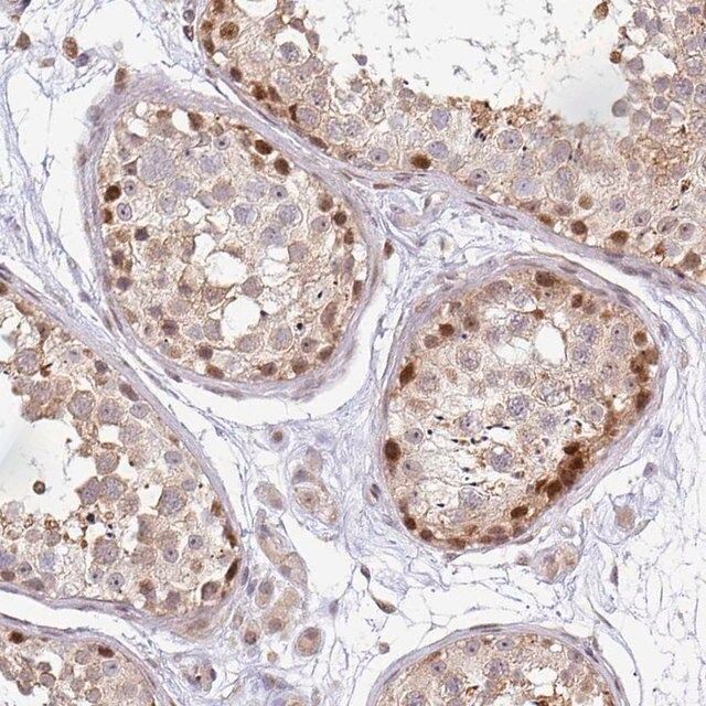 Anti-MAZ antibody produced in rabbit