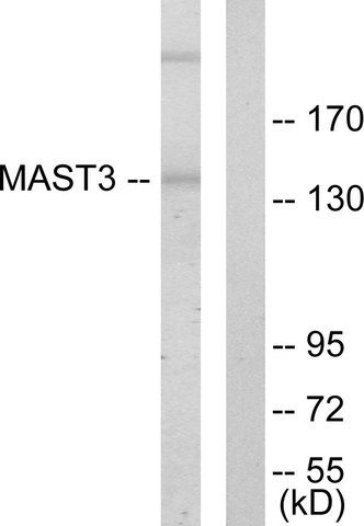 Anti-MAST3 antibody produced in rabbit