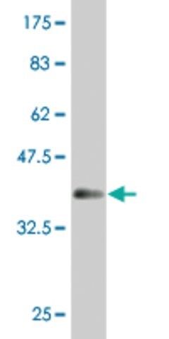 ANTI-MAZ antibody produced in mouse