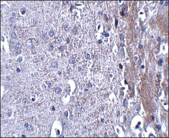 Anti-MATN4 antibody produced in rabbit