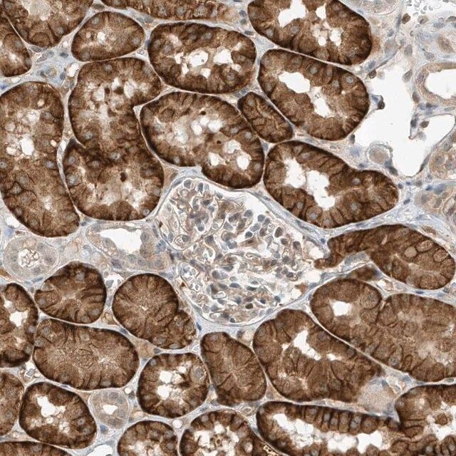 Anti-MAST3 antibody produced in rabbit