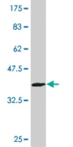 ANTI-MAZ antibody produced in mouse